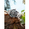Swiss Alpine Military 7029.1134 Raptor Mens Watch 42mm 10ATM